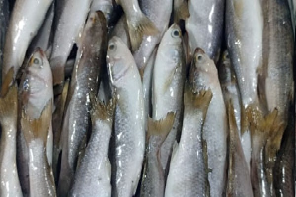 Mullet Fish