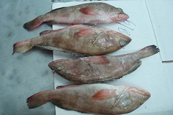 Red Grouper Reef Cod