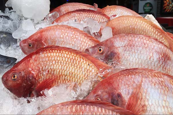 Red See Bream