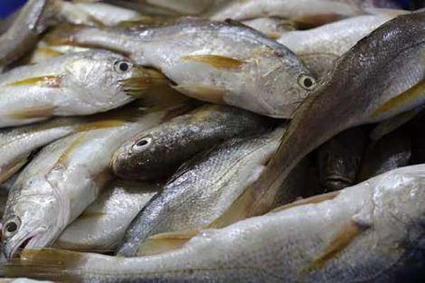 Silver Croaker Fish