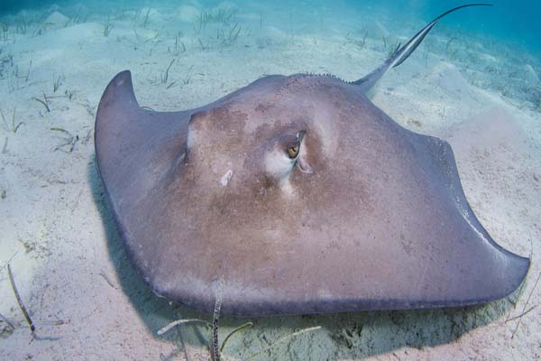 String Ray