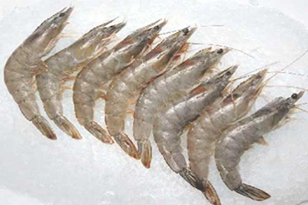 White Head Shrimp